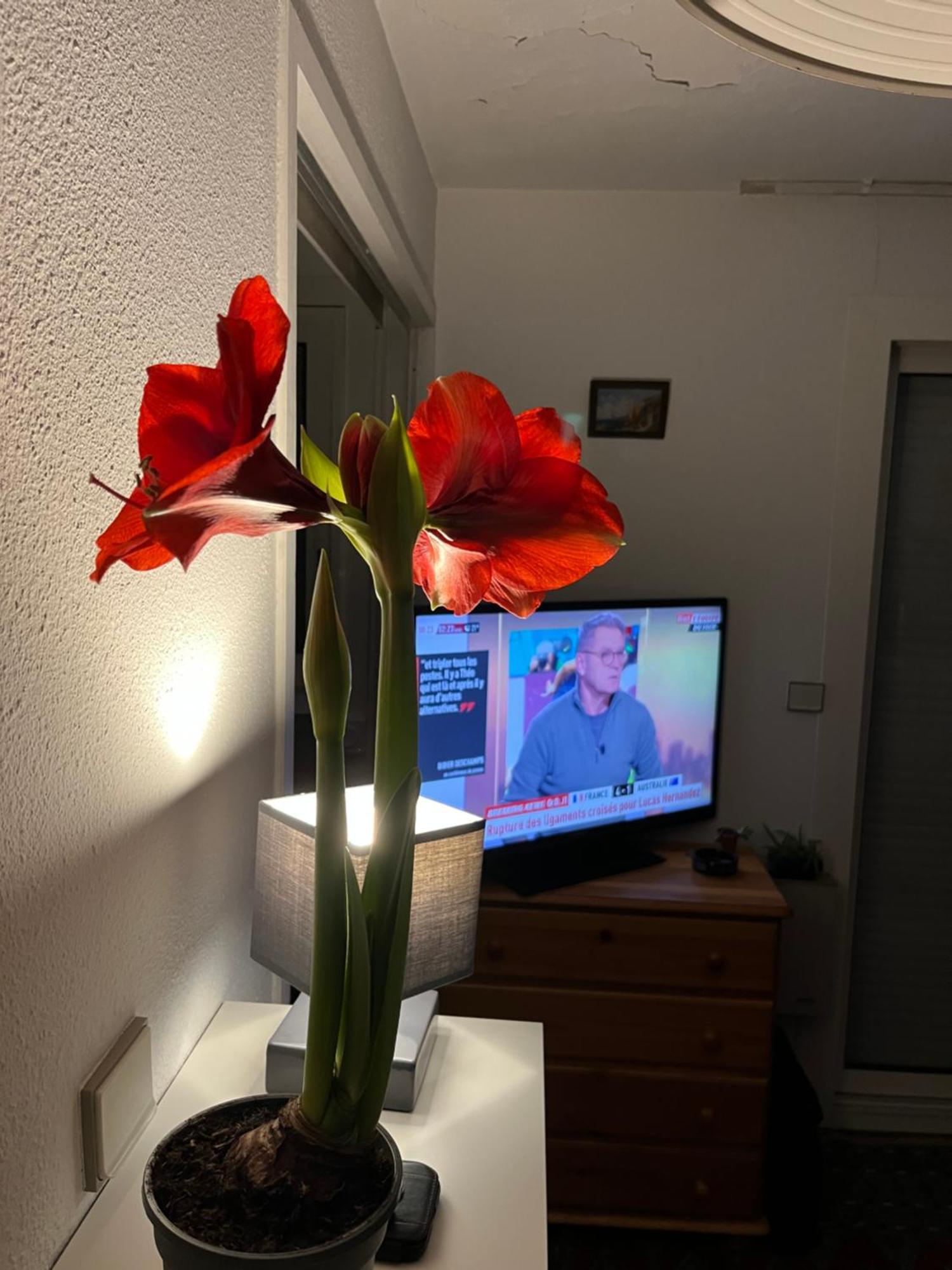 34300 Le Cap D'Agde Daire Dış mekan fotoğraf